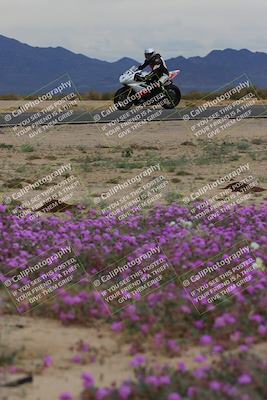 media/Jan-14-2023-SoCal Trackdays (Sat) [[497694156f]]/Turn 14 Exit Bloomig (145pm)/